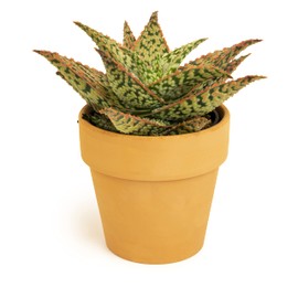Live Aloe Plant Succulents, Star Aloe Plants Live in Clay Pots for Plants, Succulents Plants Live in Potting Soil, Potted Succulents Live Plants, Cactus Plants Live Succulent Plants by Plants for Pets