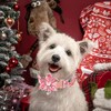 Babole Pet Christmas Dog Collars - Medium to Large, Pink