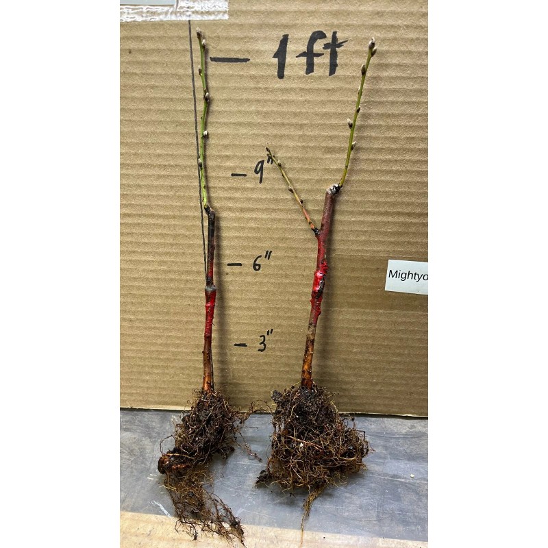 live plant Red Baron Peach Tree 6-12” tall, Fruit Tree-