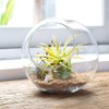 Mkono Plant Terrarium Display Glass Tabletop Succulent Air Plant Planter