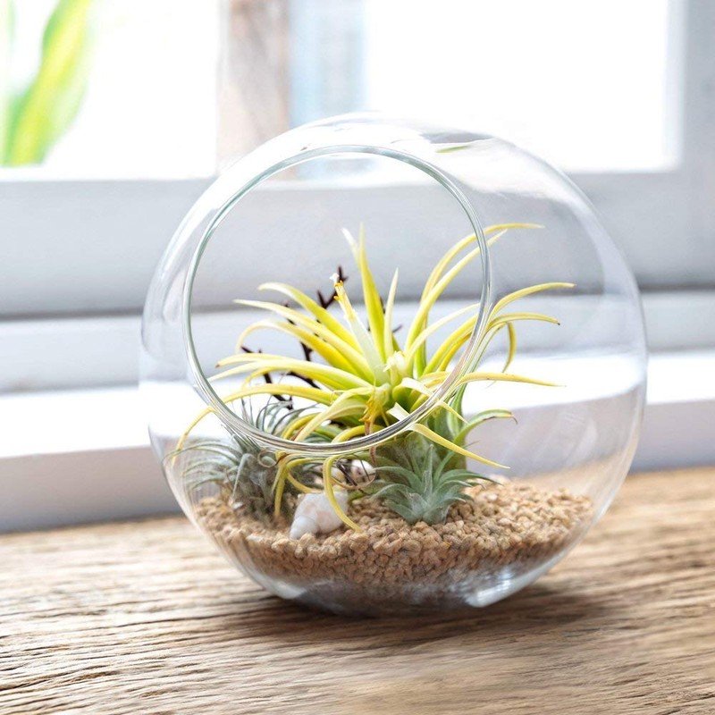Mkono Plant Terrarium Display Glass Tabletop Succulent Air Plant Planter