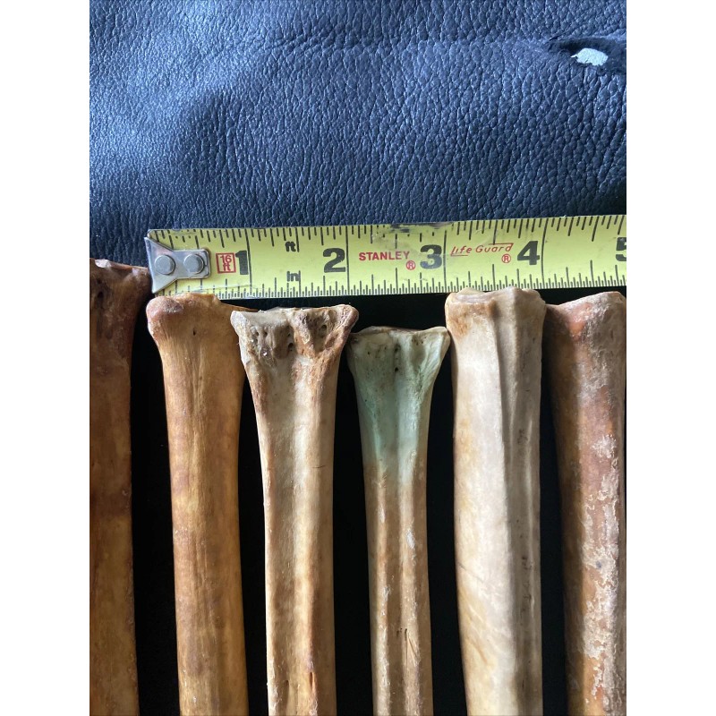 Unbranded 1 Antelope leg bone , Real Bone, Natural, ONE