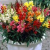 NIKA SEEDS - Seeds Flowers Snapdragon Dwarf Mix Annual -