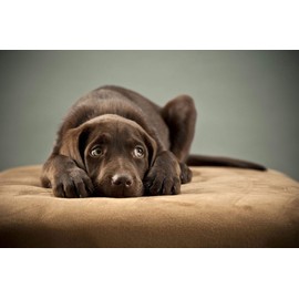 I LOVE MY PETS LLC Dog Skin Itch Supplement - Dog Relaxant - Anxiety Relief - Keep Calm Treats - Valerian Root Dogs - 270 Tablets (3 Bottles)