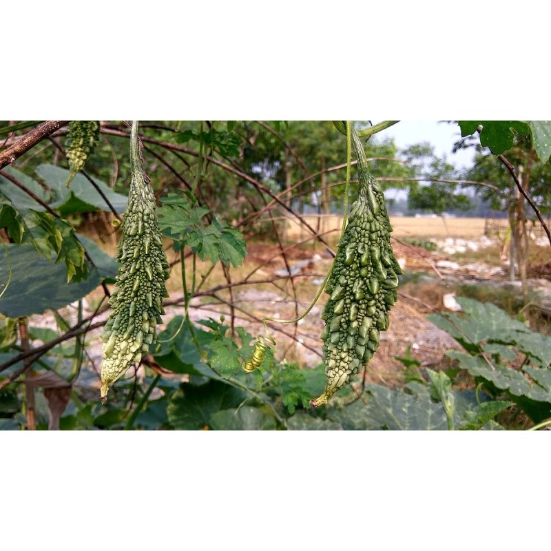 TomorrowSeeds Black Pearl Bitter Melon | Indian Bitter Gourd Dark