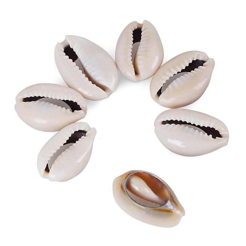 150 PCS 0.63"-0.71" Natural Strong Cowrie Shell Beads Smooth Cut