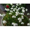 Japanese Radiata White Egret Orchid Flower 50Pcs Seeds...(#5422