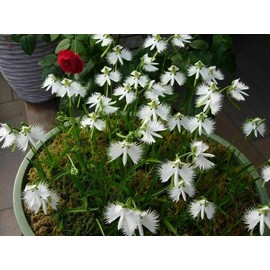 Japanese Radiata White Egret Orchid Flower 50Pcs Seeds...(#5422