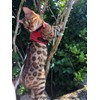 Mynwood Cat Jacket/Harness Red Kitten up to 8 month