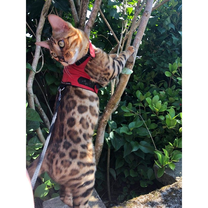 Mynwood Cat Jacket/Harness Red Kitten up to 8 month