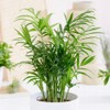 Seeds Parlor Palm Neanthe Bella Palm Chamaedorea Rare Perennial Tree
