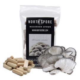 North Spore Organic Blue Oyster (100 ct) Mushroom Plugs for Logs | Premium Quality Mushroom Plug Spawn | Handmade in Maine, USA | Grow Gourmet Mushrooms Outdoors on Logs | Pleurotus ostreatus