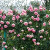 MOCCUROD 100pcs Pink Climbing Rose Vine Seeds - Amazing Growth