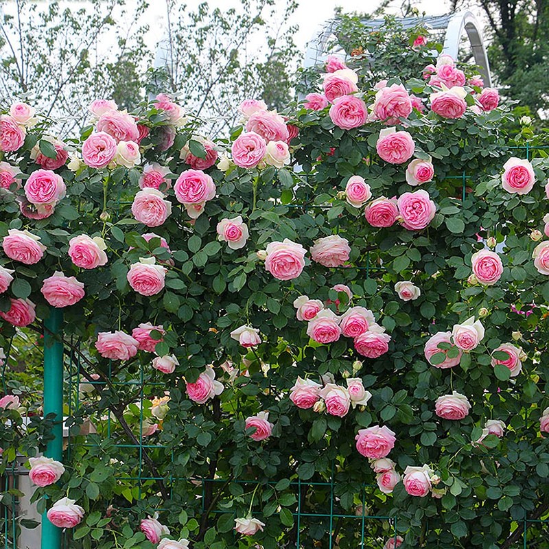 MOCCUROD 100pcs Pink Climbing Rose Vine Seeds - Amazing Growth