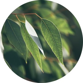 Living Libations Eucalyptus Kochii Essential Oil, 5ml