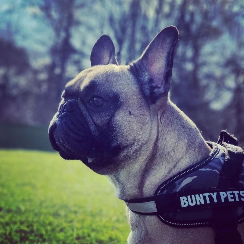 Bunty Yukon Dog Harness - Adjustable Fit, Anti Pull Dog
