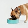 bzyoo 32oz 4CUP Elevated Dog & Cat Bowl, Sprinkle Design,