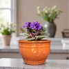 Dphagesy African Violet Pots Self Watering Round Ceramic Violet Pot