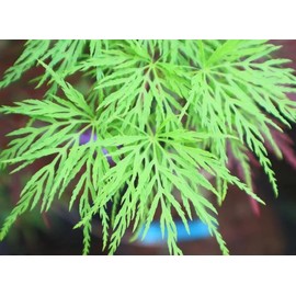 Emerald Lace Green Laceleaf Weeping Japanese Maple – Fastest Growing Green Weeping Variety – 4-Year Live Tree in Pot – Beautiful Landscape Accent Tree