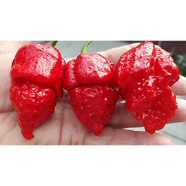 Apocalypse Scorpion Chile 10+ Seeds