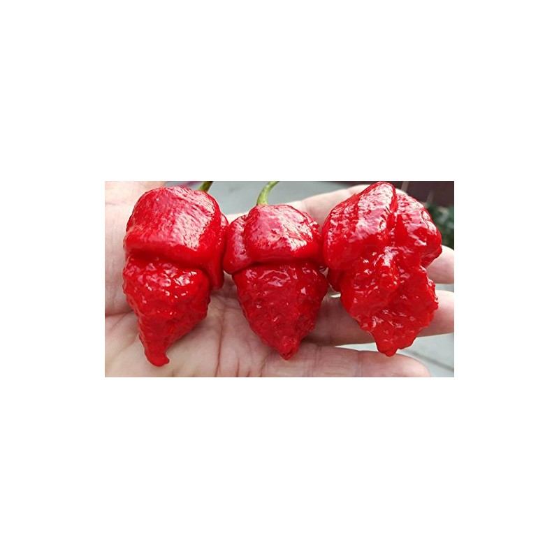 Apocalypse Scorpion Chile 10+ Seeds