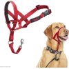 HALTI Headcollar - To Stop Your Dog Pulling on the