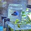 Inverted Betta Tank Holder Kit, 360-Degree Panoramic View for Betta