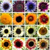 200+ Sunflower Seeds Mix - 15+ Varieties Heirloom, Non-GMO Bulk