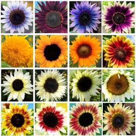200+ Sunflower Seeds Mix - 15+ Varieties Heirloom, Non-GMO Bulk Pack for Indoor Outdoor Gardens Perennial