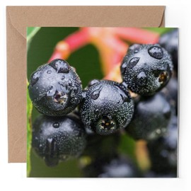 1 x Greeting Card - Black Chokeberry Fruit Plant Nature - Blank Birthday Celebration Anniversary #52642