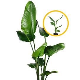 Live White Birds of Paradise Plant - 'White Birds of Paradise' Strelitzia nicolai - ragnaroc Tropical Plant 9-14” Tall - 5ct - Live Arrival Guaranteed - House Plants for Home Decor & Gift