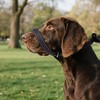 Dog Lead – Figure of 8 Anti-Pull Training Lead for