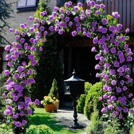 Nygardenia 20pcs Purple Climbing Rose Seeds - Rare Non-GMO Heirloom Variety for Your Garden
