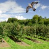 Flerigh Bird Hawk Flying Kite with Pole Crops Farm Protector