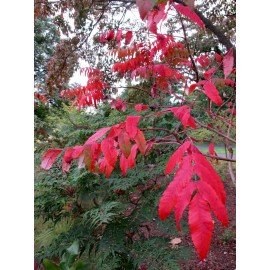 Fresh Smooth Sumac (Rhus Glabra), 30 seeds