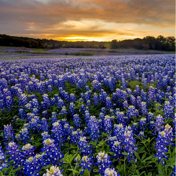 Outsidepride Perennial Texas Bluebonnet Wild Flowers - 500 Seeds