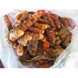 live plant 8 live Turmeric (Curcuma Longa) roots to plant or eat, USA seller