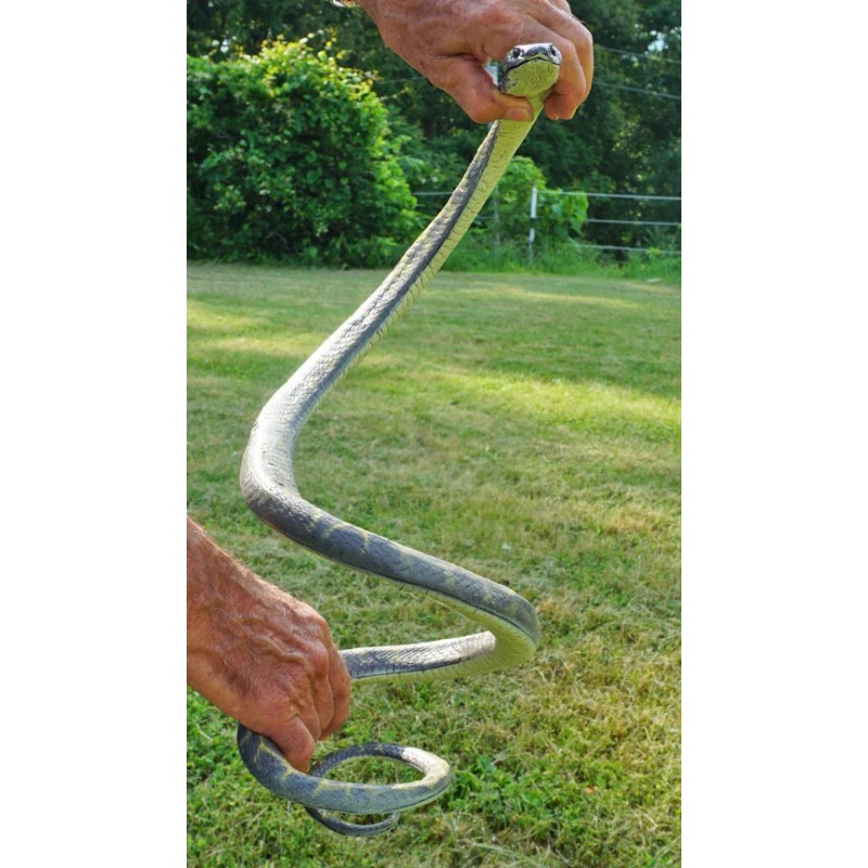 5' Realistic Chain King Snake Replica - Rubber