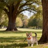 30FT Reflective Cat Leash,Escape Proof Long Training Lead for Cats