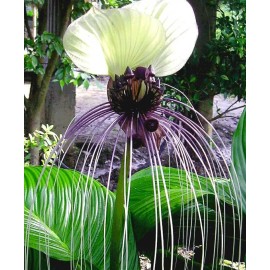 Buy Rare Seeds Tacca chantrieri White | Nivea | White Bat Flower | Bat Head Lily | 20_Seeds