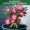 Doter Organic Desert Rose Potting Soil Mix for Healthy Growth