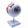 Sudemota 6x Enlarged Anatomical Model of the Human Eye, Anatomically
