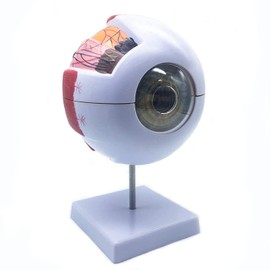 Sudemota 6x Enlarged Anatomical Model of the Human Eye, Anatomically Accurate Eye Model of Human Eye Anatomy for Science Teaching Studies