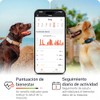 PAJ Localizador GPS Perros 4G - Incl. 3 Meses de