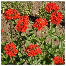 Everwilde Farms - 1 Lb Maltese Cross Wildflower Seeds - Gold Vault