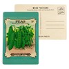 Peas (extra early alaska) Seed Packet (4x6 Birch Wood Postcards,