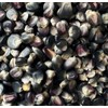 Azul Blue Bolita Flour Corn Masa Tortilla Maize 20 Seeds