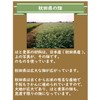 ● Hato Barley Tea Made in Japan 100% Decaffeinated Hatomugi