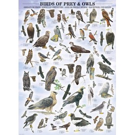 EuroGraphics Birds of Prey and Owls Puzzle (1000-Piece) (6000-0316)