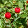 Outsidepride Strawberry Indian - 5000 Seeds